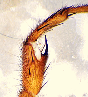 species
