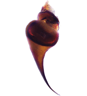 species