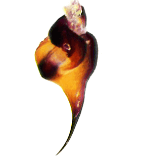 species