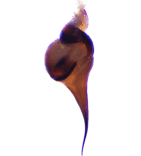 species