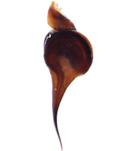 species