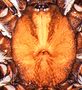 species