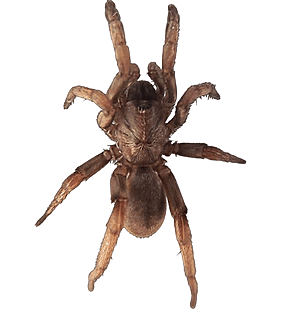 species