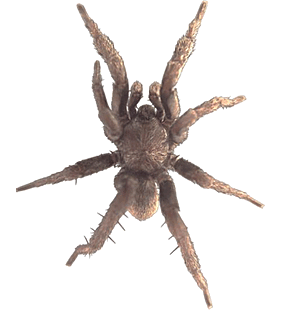 species