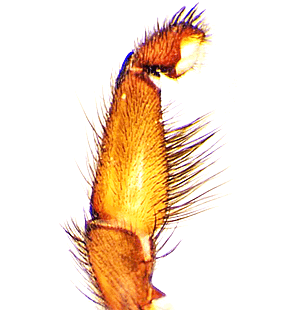 species