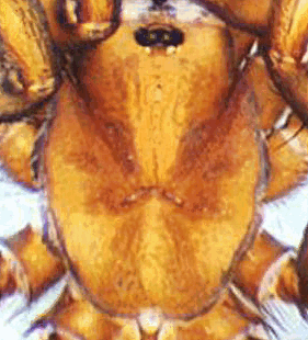 species