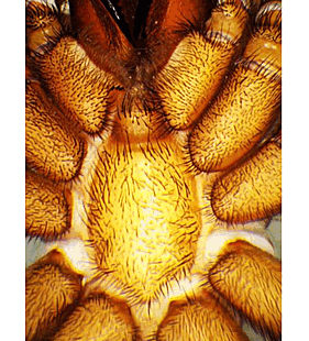 species