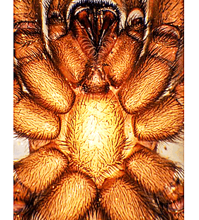 species