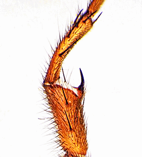 species