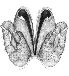 species