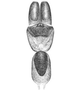 species