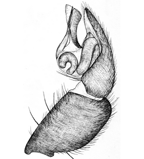 species