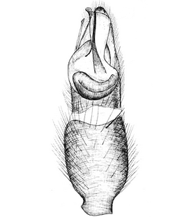 species