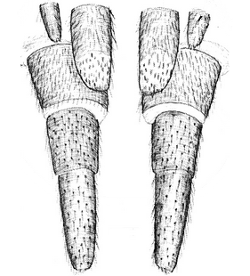 species