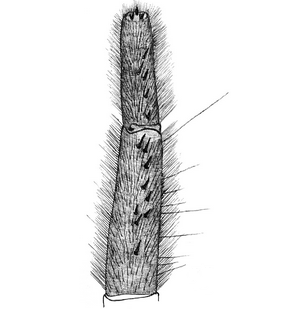 species
