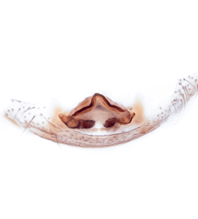 species