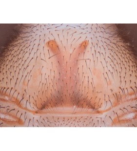 species