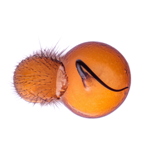 species