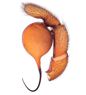 species