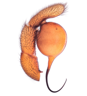species