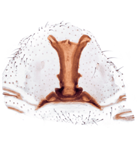 species