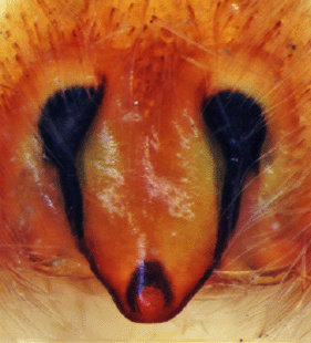 speciesimage