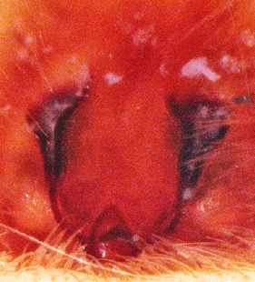 speciesimage