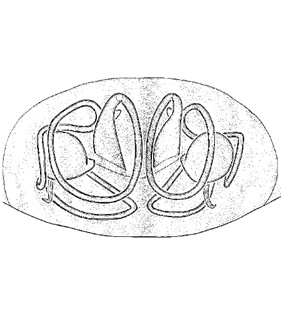 speciesimage