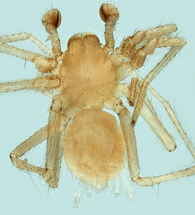 speciesimage