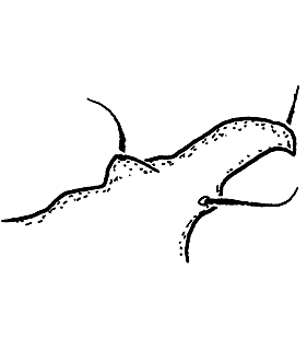 speciesimage