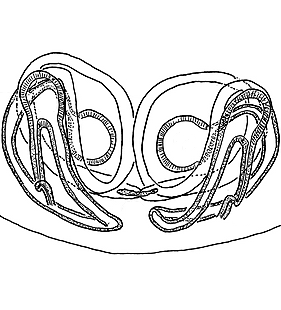 speciesimage