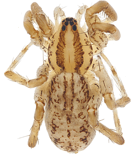 species
