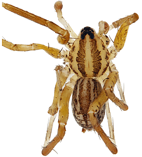 species