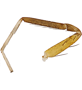 species