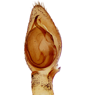species