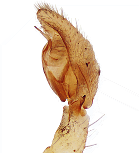 species