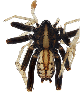 species