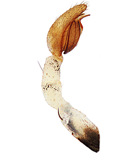 species