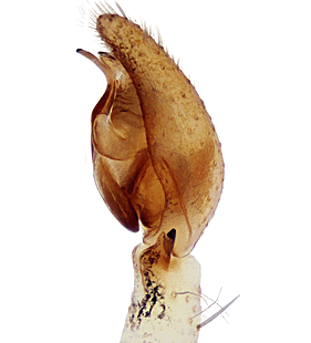 species