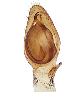 species