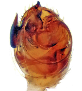 species
