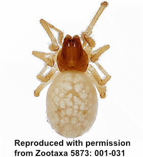 species