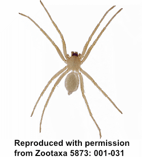 species