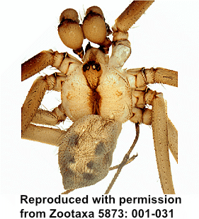 species
