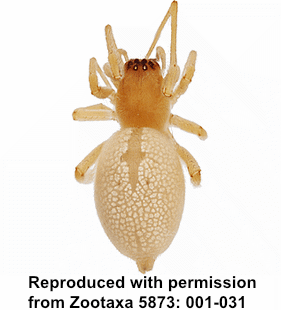 species
