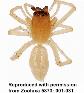 species
