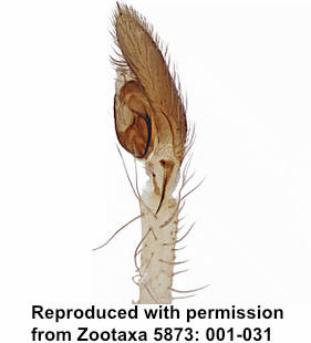 species