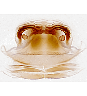 species