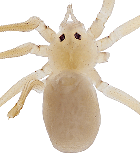 species