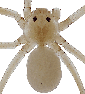 species